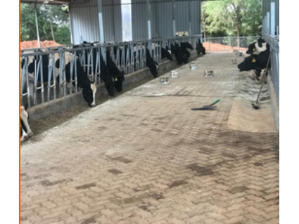 Kajiado Dairy Barn — 250 Heads